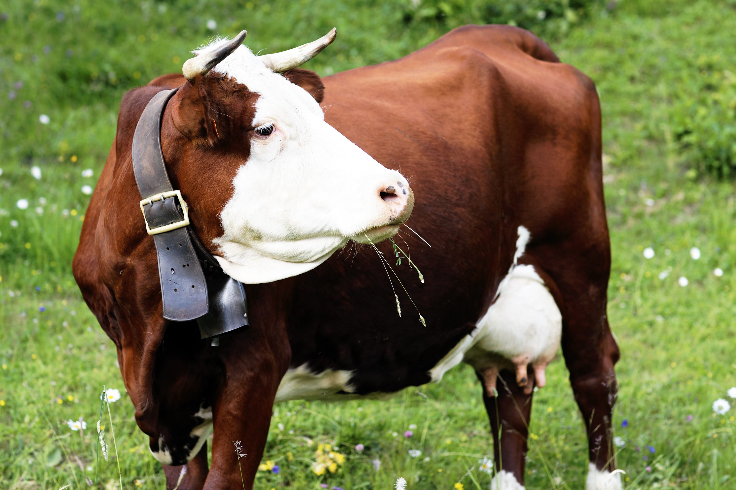 vaca de montana alpina en francia en primavera scaled
