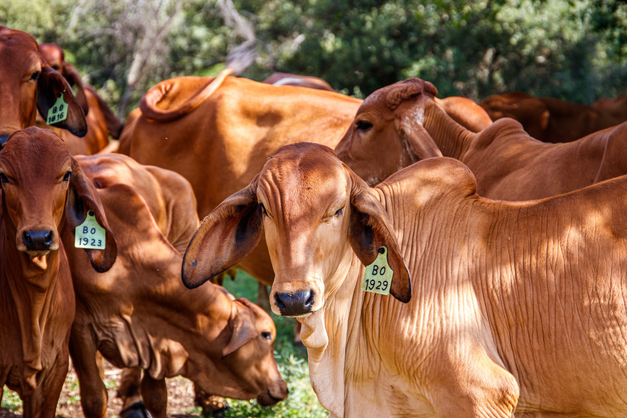 vacas en un campo verde en un dia soleado scaled